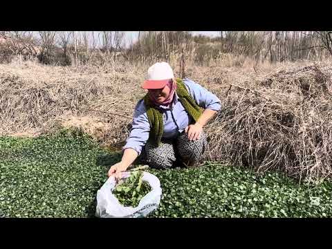Doktorların Bile Tavsiye Ettiği Doğada Yetişen Yenilebilir