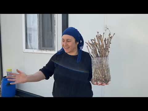 KÖYDE SOBA TEMİZLİĞİ ASMA BUDAMA TAM GÜN KÖYDE YAŞAM
