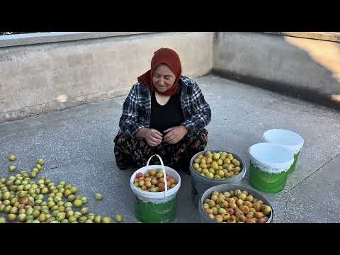 Yarmalık kayısı ve gün kurusu serdik Köy evimizin iç sıvası