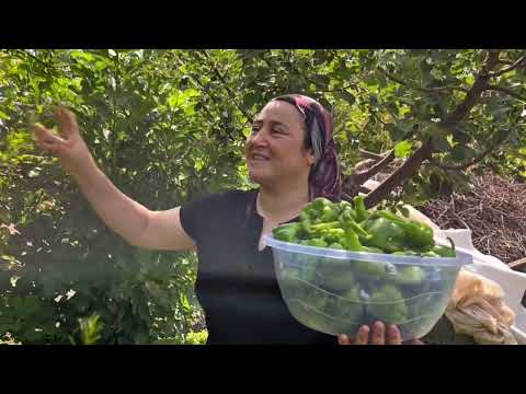 KÜÇÜK BAHÇEME BEREKET YAĞDI MAŞALLAH Dilmelik Biber Kuruttum