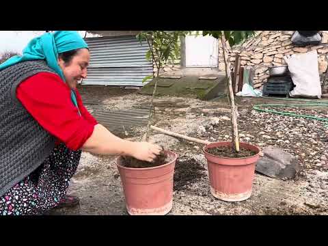 BU FİDANLAR EVİMİZE CANLILIK KATTI BUGÜN Kİ AKŞAM MENÜMÜZ