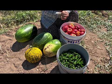 Peynir dolgulu jalapeno biber turşusunun hazırlık aşaması 5