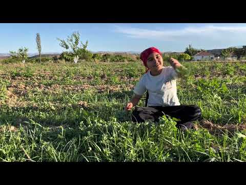 Görümcemlerle semizotu toplamaya gittik Maşallah bol