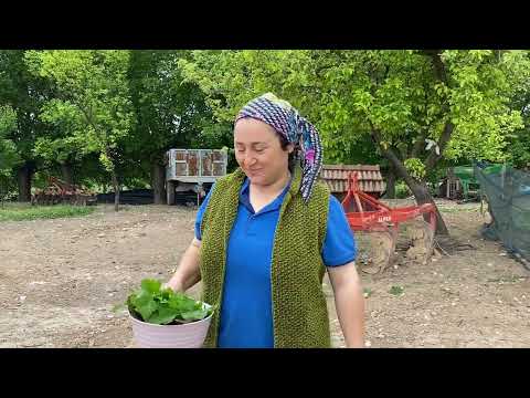 HAZIR YUFKADAN SOĞUK BAKLAVA TARİFİ YOK BÖYLE LEZZET