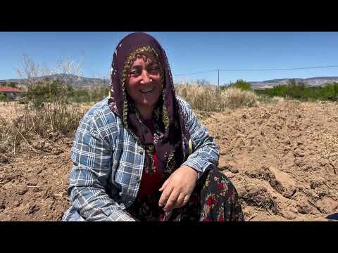 Maraş yerli domates fidelerimizin toprakla buluşması 27