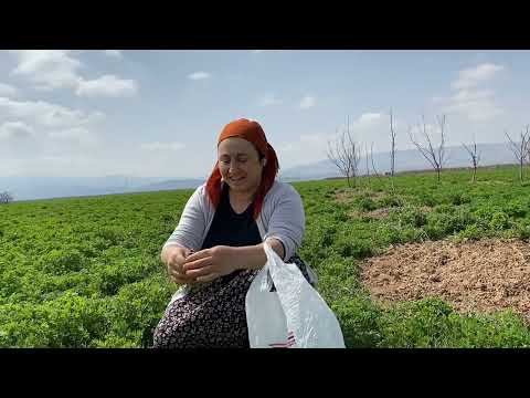 DOĞADA Kİ YENİLEBİLEN OTLAR Bİ TEMİZ HAVA ALALIM DEDİK