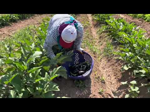 Tarımda Hasat Zamanı Tarlamıza Bereket Yağdı Biber ve