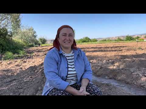 25 Sene Önce Ektiğim Tarladayım Akma Suyla Fide Dikimi Ata