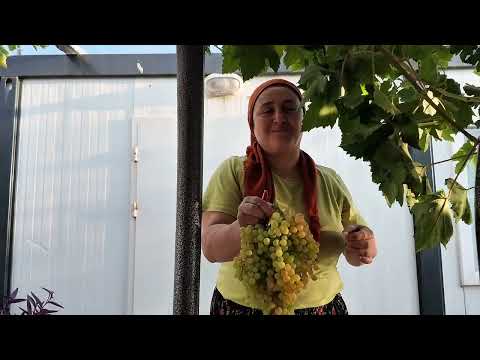 Pekmez yapımı Gerçek üzüm pekmezi yapımı A dan Z ye tüm püf