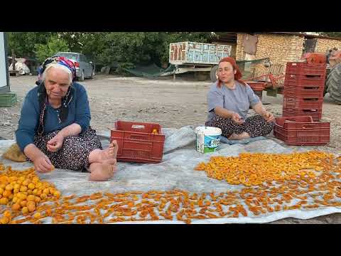 AKŞAM SERİNLİĞİNDE HOŞAFLIK KAYISI SERDİK KABAK DOLMASINI