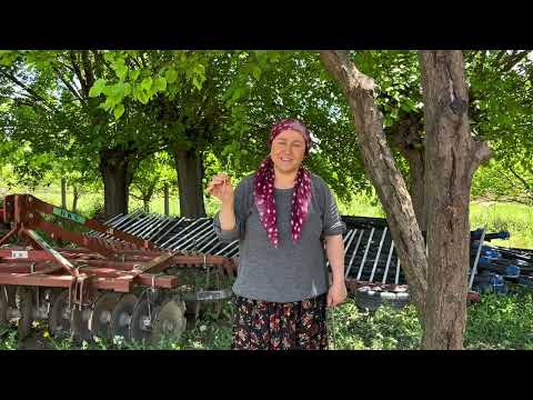 Köyde Bayram Telaşı Başladı Tandırda 60 Adet Yufka Ekmeği