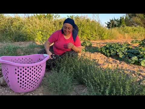 Kış Gelmeden Baharatlarımızı Hazırlıyoruz Kekik Reyhan