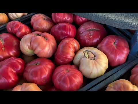 Domates kurularımızı kaldırdık yok böyle bir renk Pembe