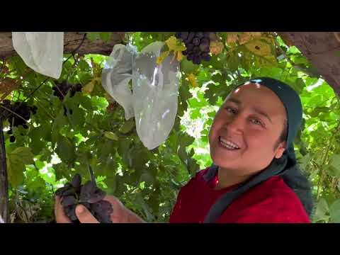 Misafirlerim İçin Yaptığım Hazırlıklar Bahçemdeki