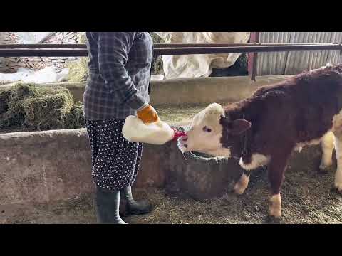 Yazdan kuruttuğum semizotlarından ekşili sulu köfte tarifi