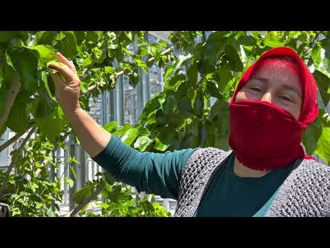 Yapraklık asmamızın yapraklarından püf noktalarıyla