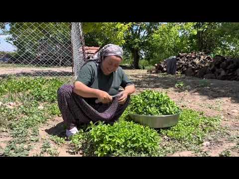 NANELER DE DERİME GELDİ Çok Sorulan Dereotlu Poğaça Günlük