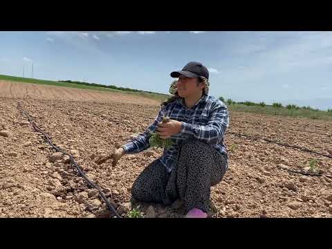 YARDIMLAŞARAK DOMATES FİDELERİMİZİ EKTİK ALLAH SAĞLIKLA