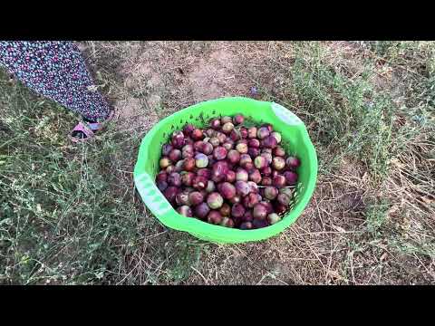 Dalından sofraya tüm detaylarıyla Malatyalıların
