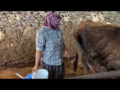 1 aydır arayıp bulamadığım ineği en sonunda buldum Aykız
