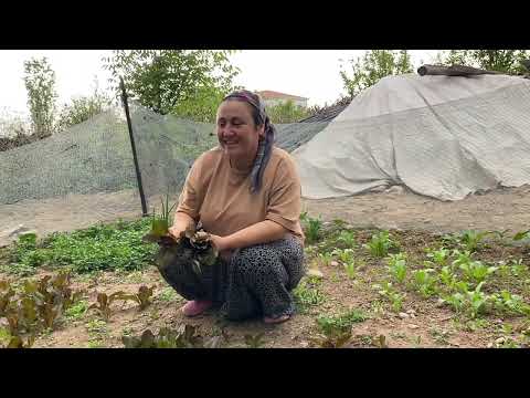 BU ÇORBAYI MUTLAKA YAPIN Kara mercimek çorbası EŞİMİN
