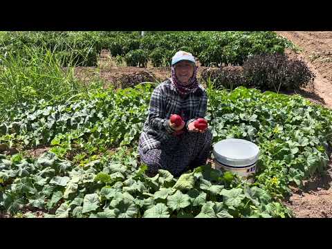 2 çuval patlıcanı kardeşim ve yengemle dolmalık dilmelik