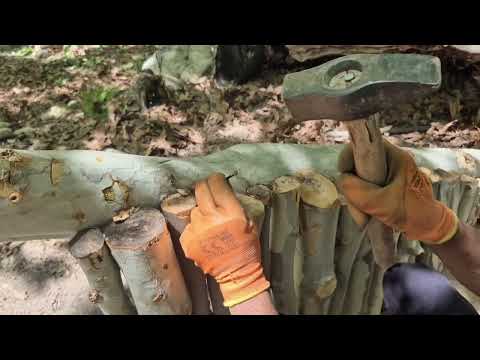 Surviving the Night in the Forest Cabin Build and Quail
