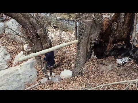 Alvin and his dog s adventure building a log cabin and