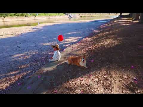 Relaxing 4K walk in Shenzhen s Guanlan Wetland Park Embrace