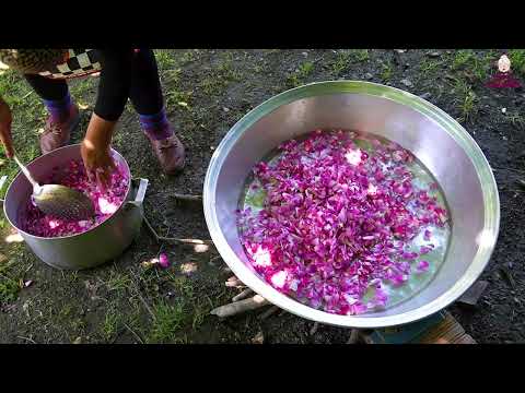 Sweet grandmother cooked Rose Petal Jam in the Village