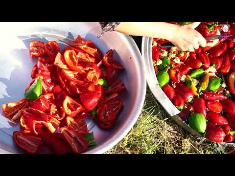 Bell Pepper and Tomato Harvesting Making Tomato Pasta