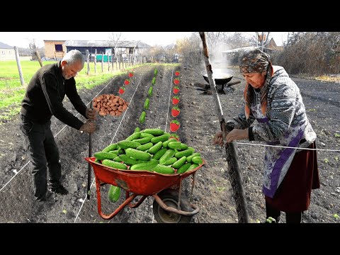 Best Method to Grow Cucumber and Bean from Seed Grandma s