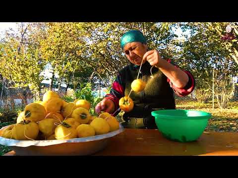 Harvesting Red Persimmons and Keeping Them for Winter in