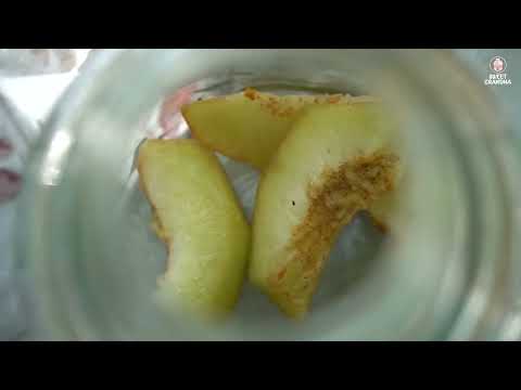 Lock in Freshness for a Whole Year The Easiest Method to