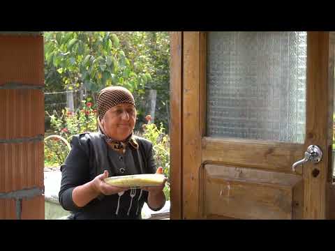 Grandparents Harvest Walnuts in Azerbaijan s Caucasus
