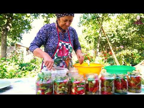 Harvesting Fresh Eggplant Keeping Eggplant as Fresh for 2