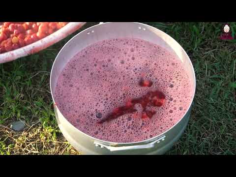 Cranberry Harvesting Sweet Grandma s Forest Journey with