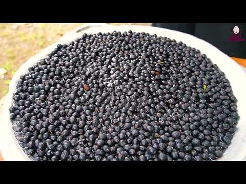 Grandpa Harvested Black Hawthorn Berries from Forest
