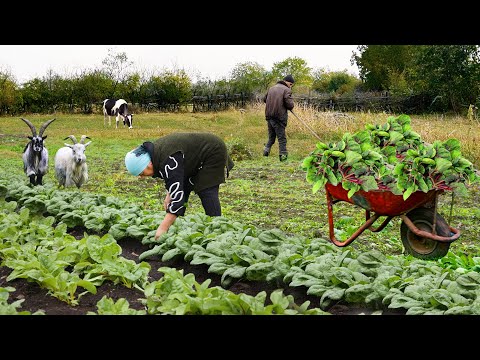 Grandma Makes Traditional Food in CAUCASIAN Village