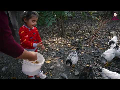 Harvesting Pomegranate Traditional Azerbaijani Cuisine