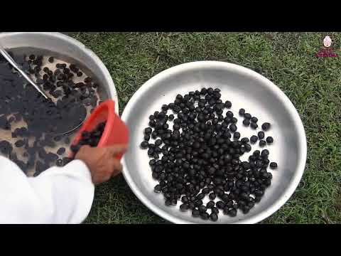 3000 WALNUT Sweet Grandma Harvesting Walnuts and Maked