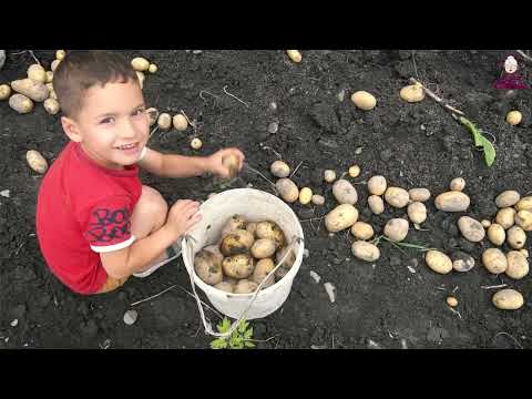 Potato Harvest in the Village My Grandma s Best Recipes