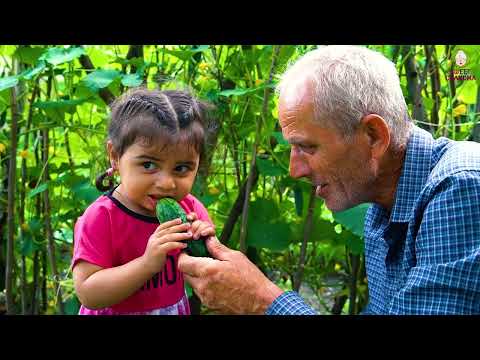 Harvesting Cherries Making Traditional Azerbaijan Best