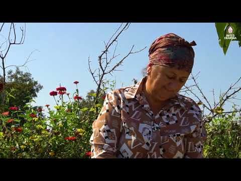 How to Grow Garlic and Onion in the Mountain Village