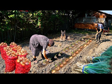 How to Grow Onions and Garlic in the Village