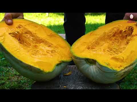 Pumpkin Harvest Did You Know That Pumpkin Can be Cooked