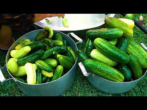 Cucumber Harvest Making Cucumber Pickles