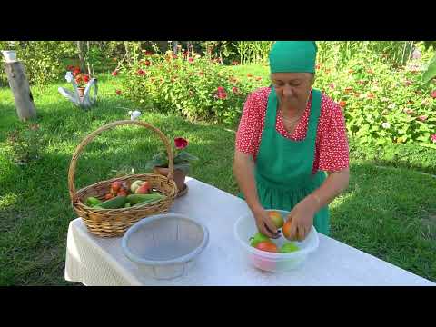 Harvesting Organic Watermelon Tomatoes Cucumbers in