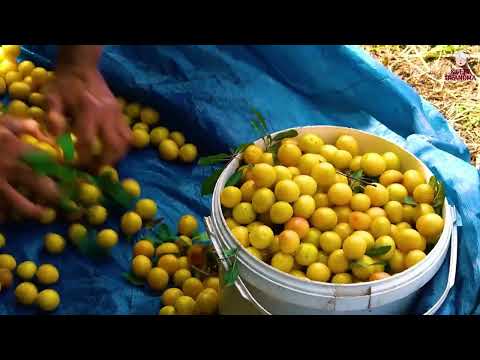Harvesting Wild Blackthorn in the Forest 1 Hour of the Best