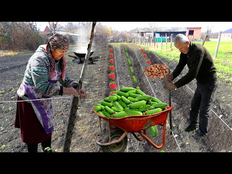Best Method to Grow Cucumber and Bean from Seed